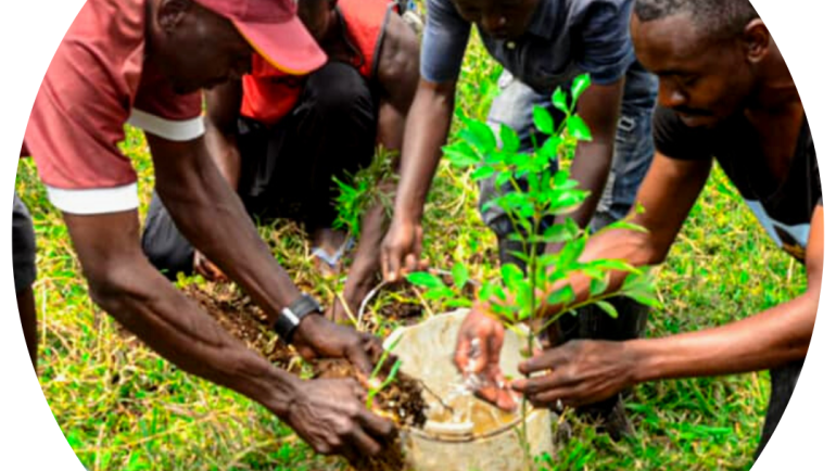 “Adopt a Pitch” Tree Planting Campaign